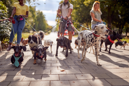 Une promeneuse de chiens subit un sort terrifiant dans un parc