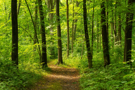 Il trouve un escalier dissimulé dans les bois, ce qu’il découvre enterré sous ses pieds est tout simplement hallucinant