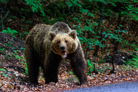 Un campeur tué par un ours ? C'est ce que tout le monde pensait avant une révélation fracassante