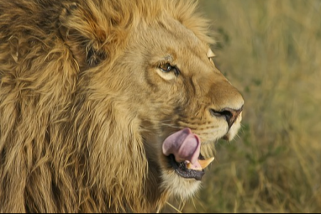 Astrologie : quelles sont les caractéristiques des Lion ascendant Bélier ?