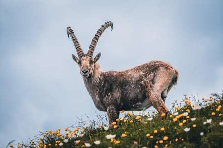 Astrologie : quelles sont les caractéristiques des Capricorne ascendant Taureau ?