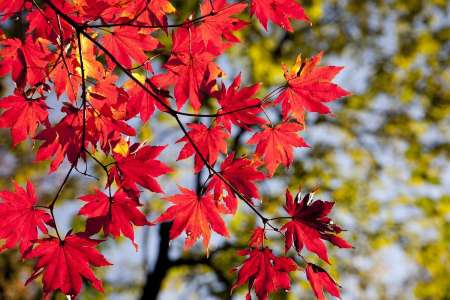 Espérance de vie : ce fruit d'automne à consommer actuellement peut faire des miracles