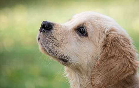 Prénoms : quel nom en H pour un chien ?