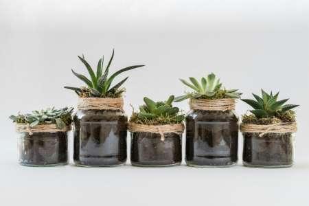 Feng-shui : ces 7 plantes porte-bonheur pour votre intérieur