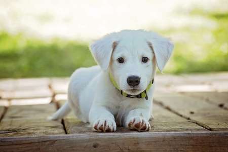 Prénoms : quel nom en S pour un chien ?