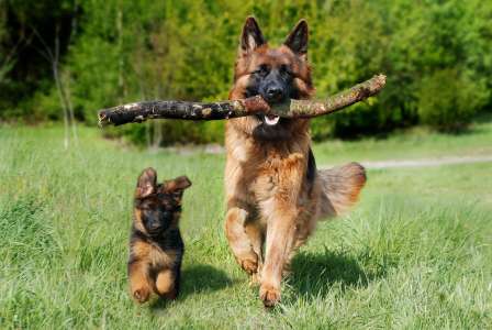 Prénoms : quel nom en N pour un chien ?