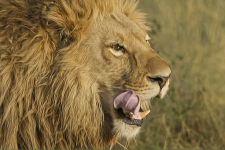 Astrologie : quelles sont les caractéristiques des Lion ascendant Taureau ?