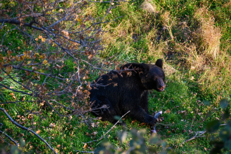 Il rentre chez lui et constate qu’un ours à pris ses quartiers sous sa table basse