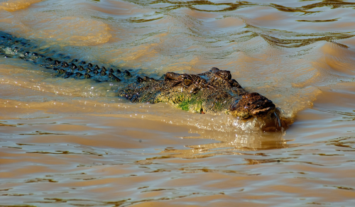 Crocodile Dundee : Burt, l’animal star du film, est mort à un âge très avancé