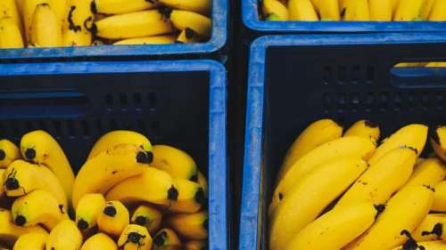 De la cocaïne dans les bananes : Des supermarchés font une étrange découverte dans leurs cartons