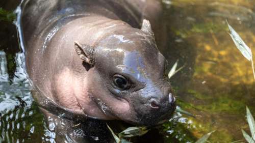 Moo Deng make-up: Pourquoi le bébé hippopotame va devenir votre nouvelle inspiration beauté