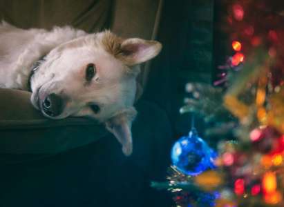 Gâtez votre animal pour les fêtes : Trois idées de calendrier de l’Avent pour animaux pour un Noël festif !