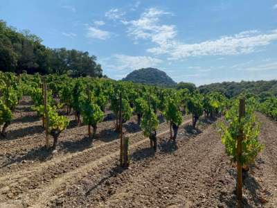 Visite du Clos du Temple, vin rosé unique au monde