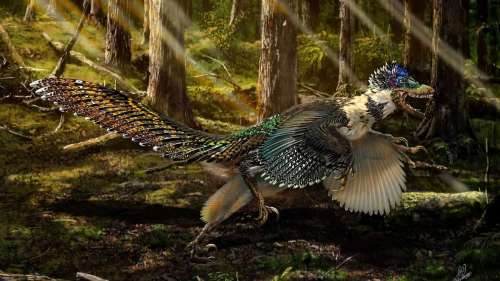 Les dinosaures à plumes aussi avaient des poux