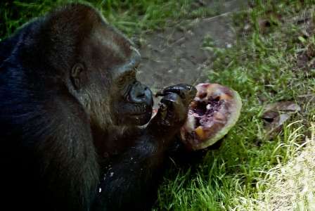 Un homme accusé d’avoir volé des singes au zoo de Dallas