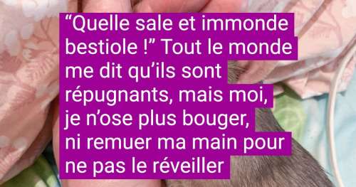 19 Petits animaux qu’on aimerait câliner, chouchouter et prendre en photo sous tous les angles