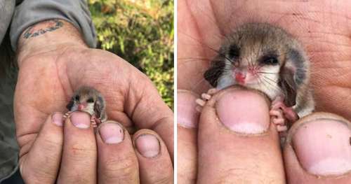 24 Bébés animaux qui pourraient même faire fondre un cœur de pierre