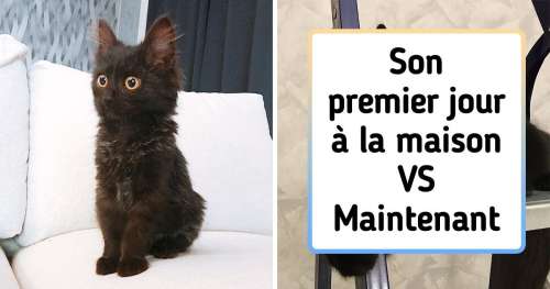 20+ Photos d’animaux avant et après qui montrent à quel point l’amour et la bonne nourriture peuvent tout changer