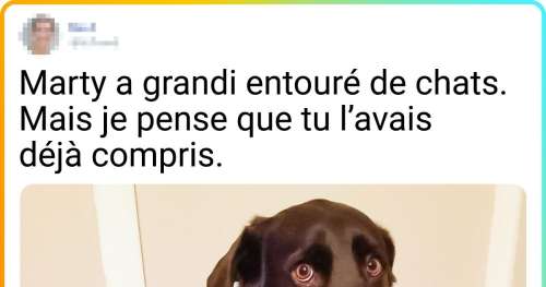 20+ Personnes qui ont adopté un chien qui s’est révélé se comporter comme un chat