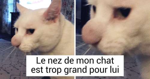 20 Animaux qui ne savent même pas à quel point ils sont exceptionnels