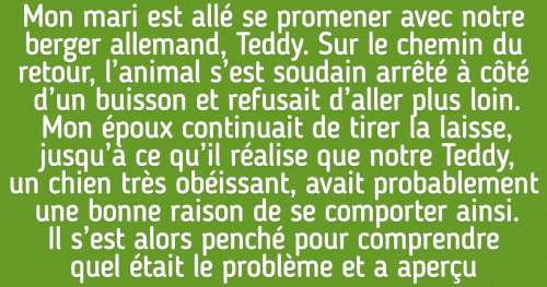 15 Erreurs dans l’éducation d’un chien qui peuvent coûter très cher à son propriétaire