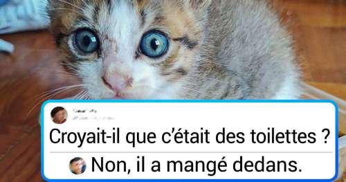 18 Photos qui prouvent qu’un chaton dans la maison, c’est beaucoup de bonheur, mais également toute une aventure