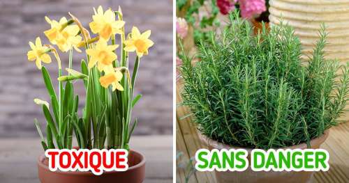 10 Plantes qui peuvent être mortelles pour nos chats (et d’autres qui leur sont bénéfiques)