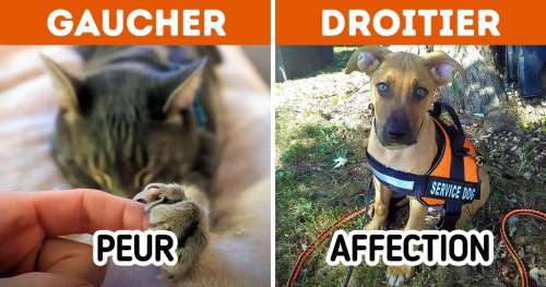 Voici quelques astuces pour savoir si ton animal de compagnie est droitier ou gaucher