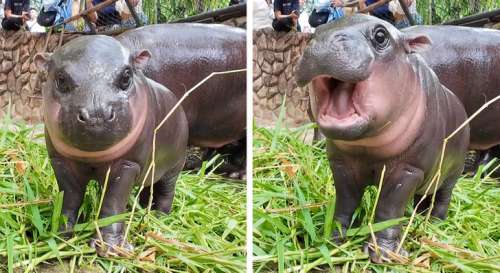 Ce bébé hippopotame devient star de l’internet et attire des milliers de fans à son zoo