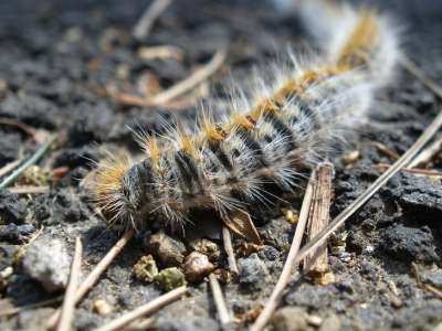 13 Créatures qui ont l’air inoffensives mais qui peuvent être dangereuses