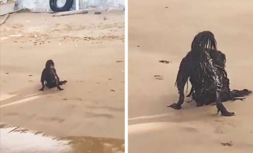 Des baigneurs filment une créature effrayante en plein jour au bord de la mer