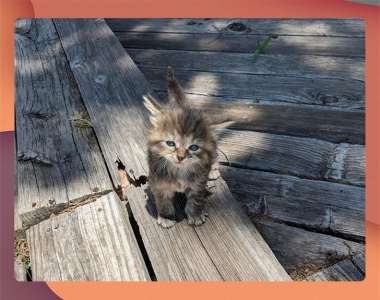 22 Photos de chats experts dans l’art du camouflage qui vont mettre à l’épreuve ton sens de l’observation