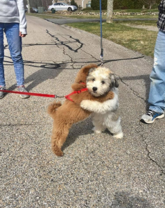 Une amitié émouvante : ces deux chiens se donnent des câlins à chaque rencontre