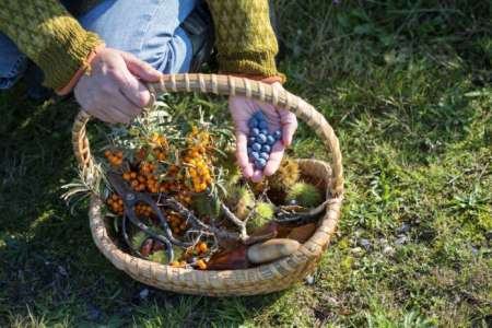 Découvrez les joies de la recherche de nourriture dans la nature : guide du débutant (2023)