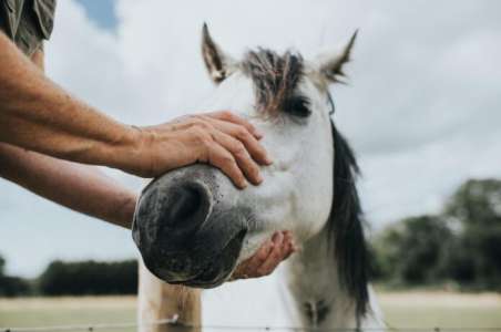 Prévenir les problèmes de santé courants des chevaux : conseils et astuces d’experts