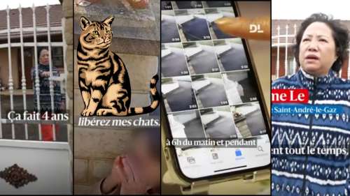 « Libérez mes chats ! » : guerre de voisinage sur fond de racisme