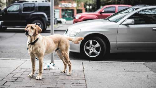 L’impôt sur les chiens en Allemagne : une manne financière record en 2023