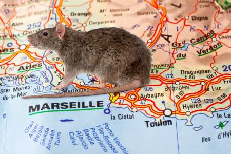 Le rat est en passe de devenir la mascotte décalée de Marseille