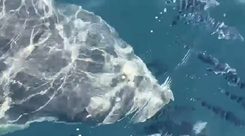 Requin blanc exceptionnel observé dans le Var
