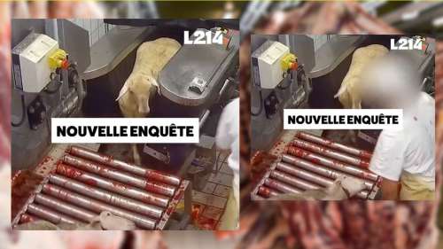 Attention, images choc, la nouvelle enquête de L214 dans l’abattoir de Maurienne en Savoie