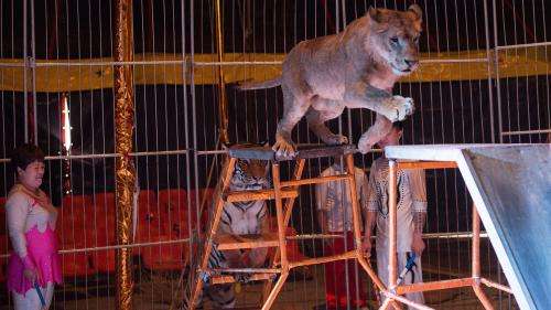 Le cirque Arlette Gruss à l’arrêt dans la Sarthe : c'est difficile de rester en place