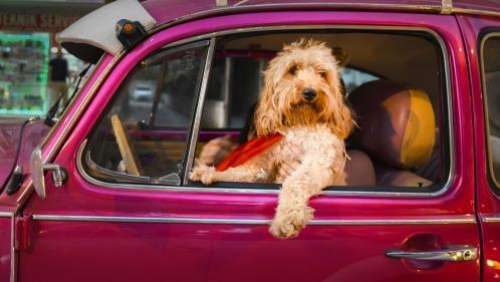 EN IMAGES. Animaux de compagnie : découvrez les photos réjouissantes des finalistes des Comedy Pet Awards 2022