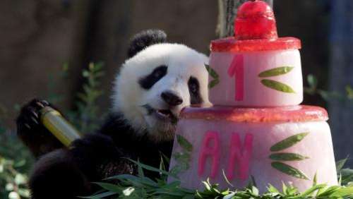 Zoo de Beauval : les jumelles pandas ont fêté leur premier anniversaire devant leurs fans