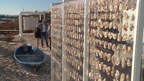 Près de Montpellier, des œuvres architecturales en coquilles d'huîtres