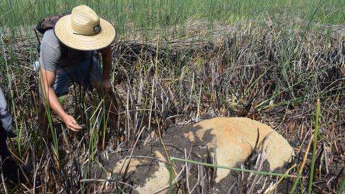 Ile de Pâques : une nouvelle statue découverte dans une lagune asséchée