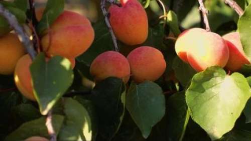 Cuisine : à la découverte de l’abricot rouge du Roussillon