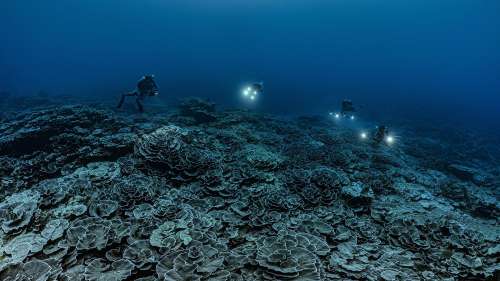 Les sublimes clichés de coraux géants du photographe français Alexis Rosenfeld portent un espoir pour la planète