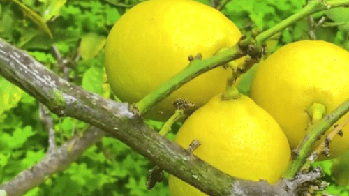 Alpes-Maritimes : à Menton, un citron utilisé pour de nombreuses recettes traditionnelles