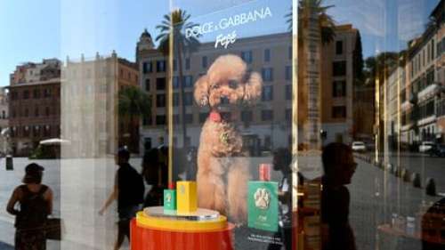 Dolce & Gabbana lance un parfum pour chiens déjà contesté par les défenseurs des droits des animaux