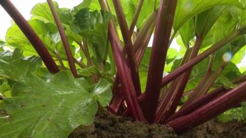 Gastronomie : la rhubarbe, une plante rose acide qui se décline à l'infini dans les assiettes